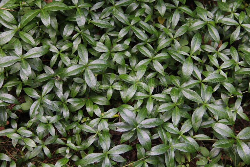 Molte foglie scure di colore verde lucido ovalato di pervinca comune che formano lo sfondo del suolo nel giardino in lituania fotografia stock