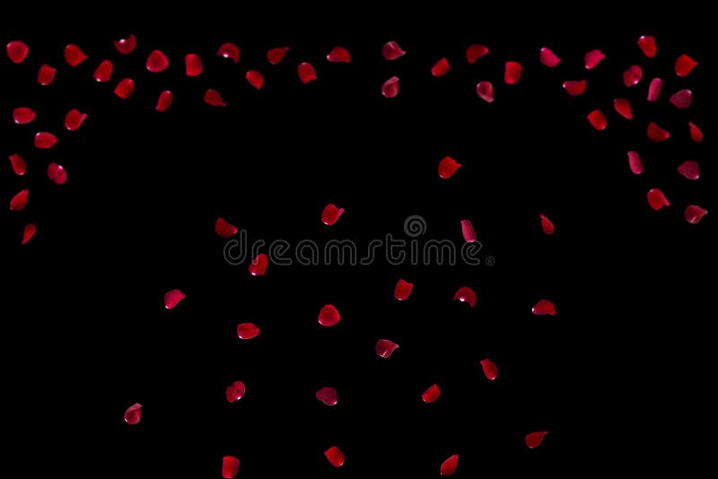 Molte rose sovrapposte fiori di rose e sfondo di petali valentino con petali di rosa rossa caduti sono di colore nero
