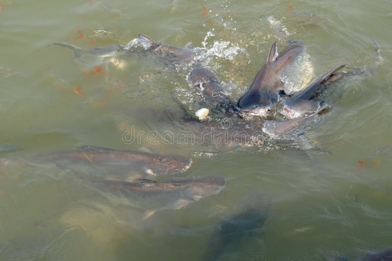Molti pesci che vivono nel fiume immagini stock libere da diritti Molti pesci che vivono nel fiume immagini stock libere da diritti