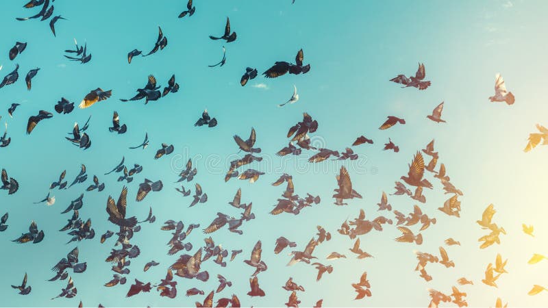 Molti piccioni volano in un cielo blu Concetto di viaggio della destinazione di libertà immagini stock libere da diritti Molti piccioni volano in un cielo blu Concetto di viaggio della destinazione di libertà immagini stock libere da diritti