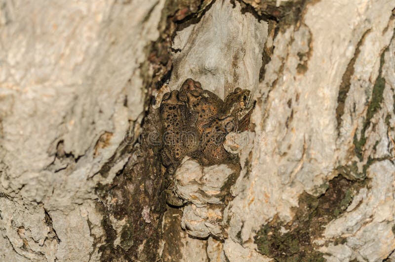 many toads in the hollow of a tree. many toads in the hollow of a tree