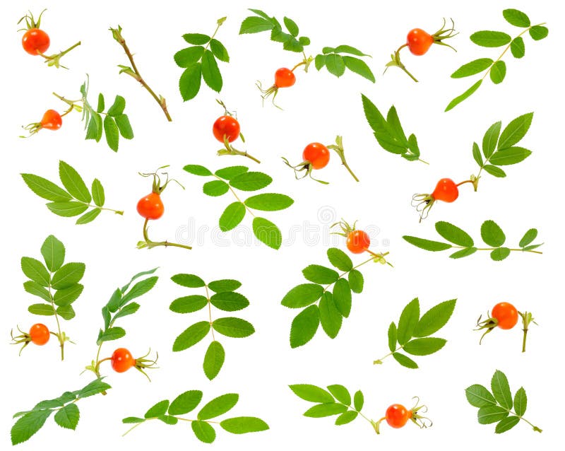 Molti vari rami, foglie e bacche della rosa canina a vario royalty illustrazione gratis Molti vari rami, foglie e bacche della rosa canina a vario royalty illustrazione gratis