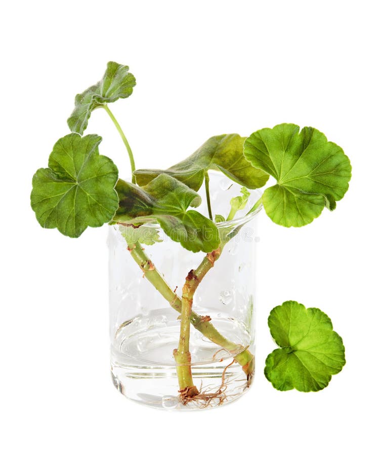 Moltiplicazione per talea del geranio immagine stock immagine di ... Come potare gerani