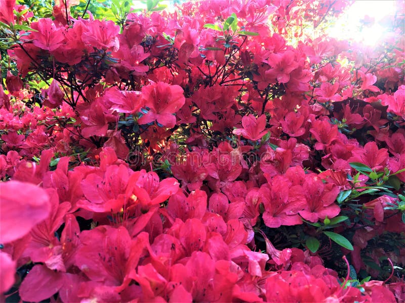 Moltitude van roze bloemen, de lente, het glanzen licht, fairytale en schoonheid royalty-vrije stock afbeeldingen Moltitude van roze bloemen, de lente, het glanzen licht, fairytale en schoonheid royalty-vrije stock afbeeldingen