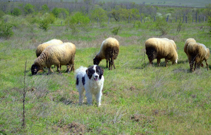 Moltitudine Delle Pecore Che Pascono In Primavera Pascolo E Cane