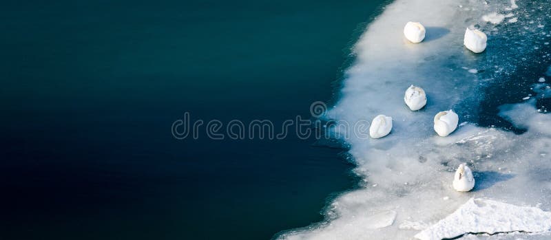 Moltitudine di bei cigni muti bianchi che dormono sul ghiaccio di bello fiume del turchese o lago, animali liberi nel concetto de fotografie stock Moltitudine di bei cigni muti bianchi che dormono sul ghiaccio di bello fiume del turchese o lago, animali liberi nel concetto de fotografie stock