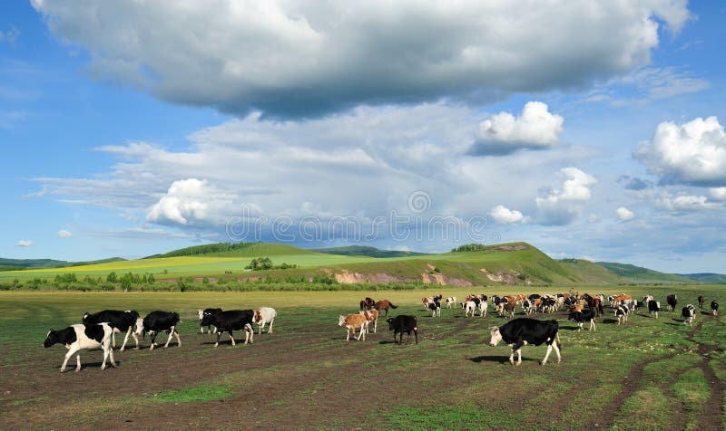 Moltitudine di mucche