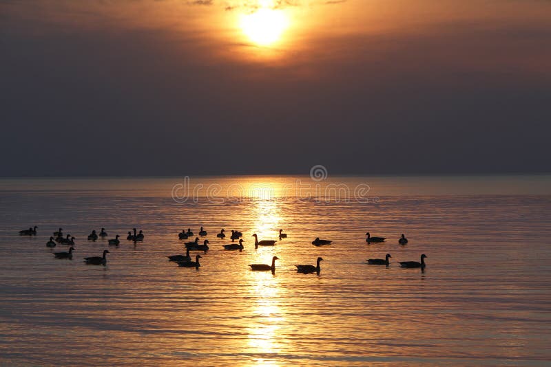 Moltitudine di oche del Canada sul lago Huron al tramonto immagini stock libere da diritti Moltitudine di oche del Canada sul lago Huron al tramonto immagini stock libere da diritti