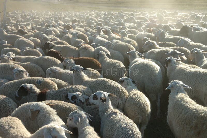 Moltitudine di pecore