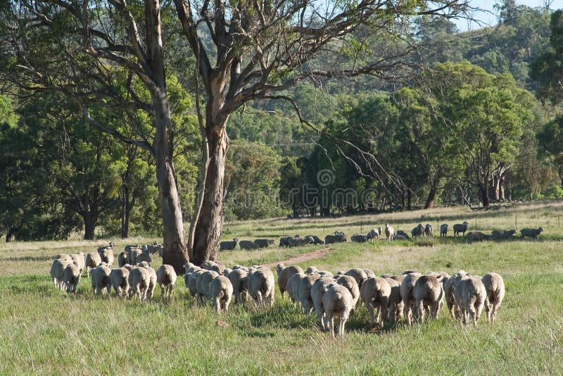 Moltitudine di pecore in Australia