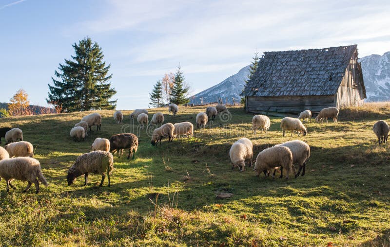 Moltitudine di pecore che pascono fotografia stock libera da diritti Moltitudine di pecore che pascono fotografia stock libera da diritti
