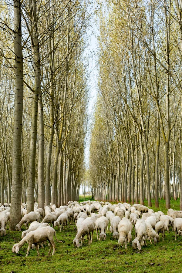 Moltitudine di pecore che pascono fotografia stock libera da diritti Moltitudine di pecore che pascono fotografia stock libera da diritti