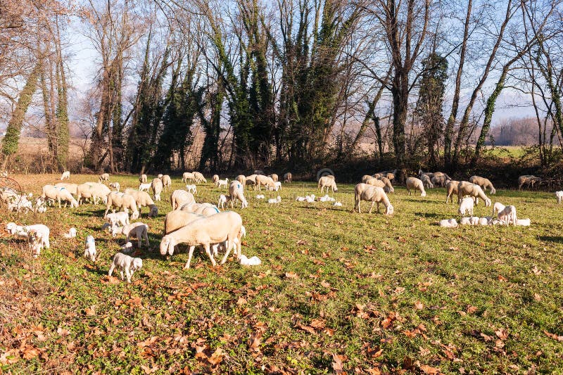 Moltitudine di pecore e di agnelli fotografie stock Moltitudine di pecore e di agnelli fotografie stock