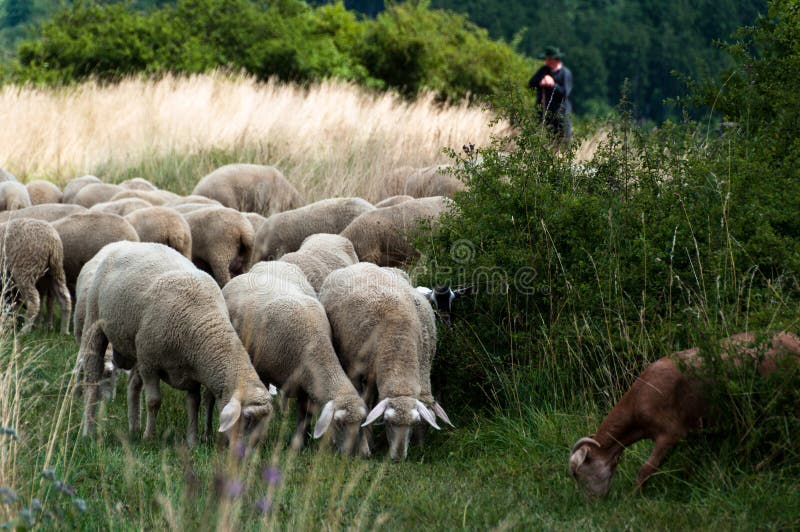 Moltitudine di pecore e di capre fotografie stock libere da diritti Moltitudine di pecore e di capre fotografie stock libere da diritti