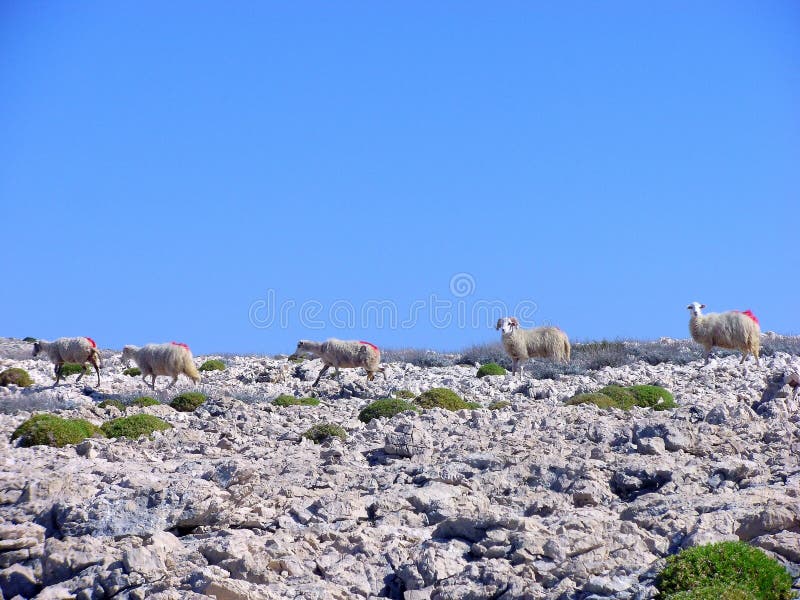 Moltitudine di pecore in isola PAG, Dalmazia, Croazia immagini stock Moltitudine di pecore in isola PAG, Dalmazia, Croazia immagini stock