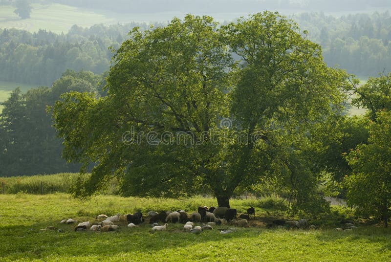 Moltitudine di pecore sotto un albero fotografie stock Moltitudine di pecore sotto un albero fotografie stock