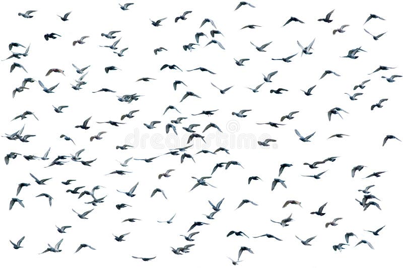 Moltitudine di uccelli, isolata