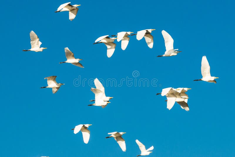 Moltitudine di uccelli nel cielo blu