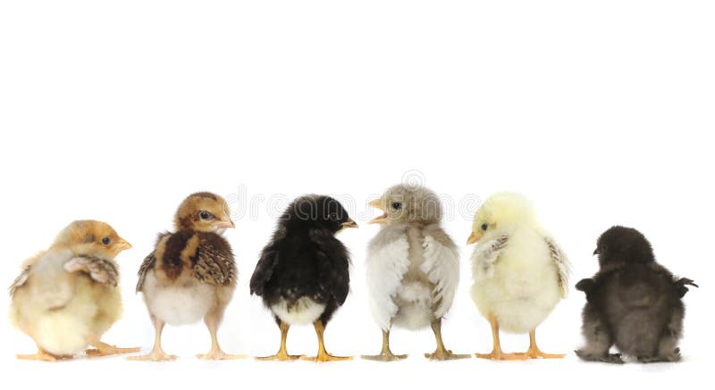 Molto bambino Chick Chickens Lined Up su bianco