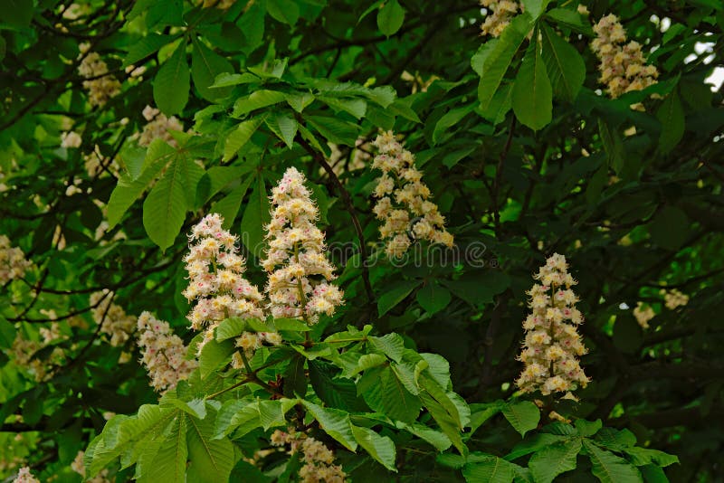 Molto castagna del cavallo bianco fiorisce e copre di foglie - aesculus hippocastanum immagini stock libere da diritti Molto castagna del cavallo bianco fiorisce e copre di foglie - aesculus hippocastanum immagini stock libere da diritti