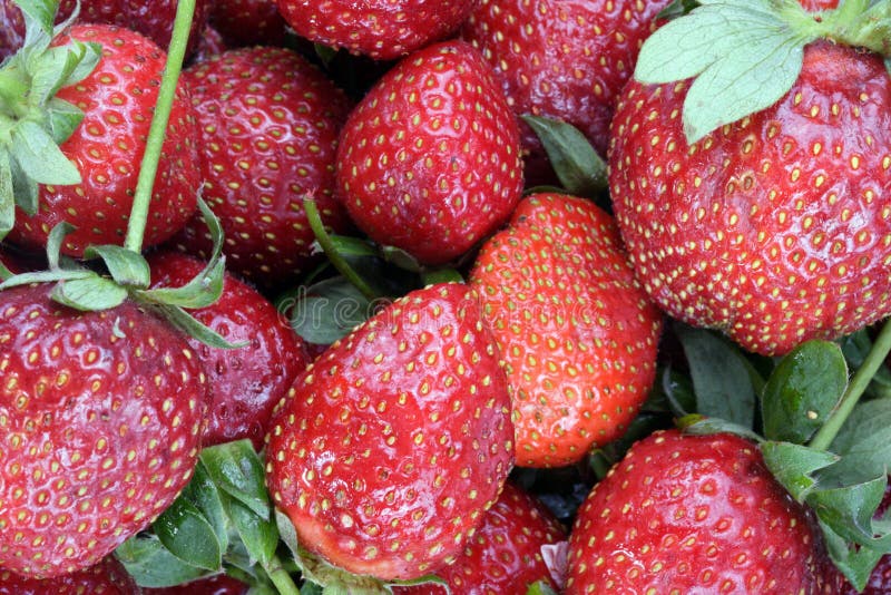 Molto fragola rossa cruda al giorno soleggiato asciutto