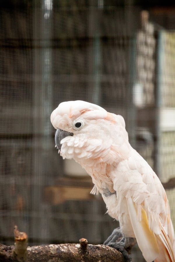 Moluccan cockatoo Cacatua moluccensis royalty free stock image Moluccan cockatoo Cacatua moluccensis royalty free stock image