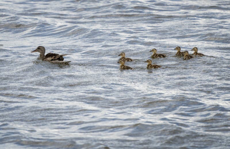 Mom and Baby Ducks stock image. Image of cute, ducks 269772131