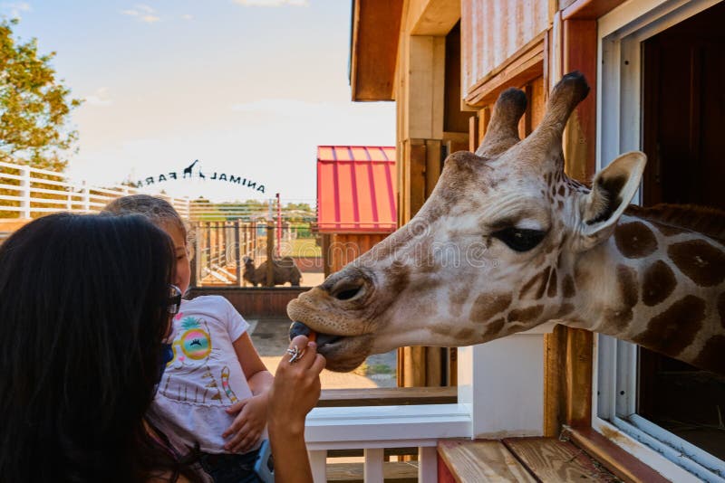 Giraffes at Their Tall Barns at the Animal Farm Zoo Editorial Stock