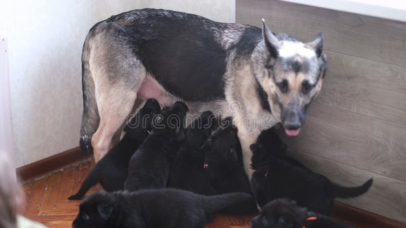 German shepherd milk 2025