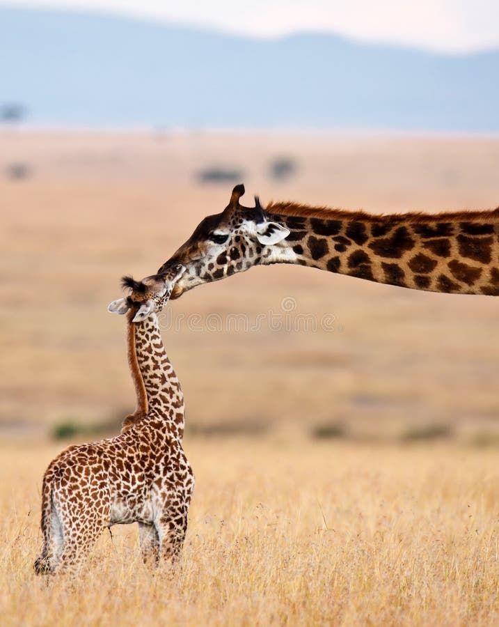 Mom giraffe kiss her baby stock image. Image of park - 15611237