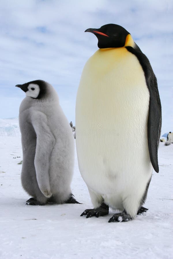 El emperador pingüino el mar (antártico) 