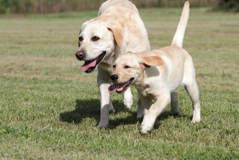 Mom and puppy labrador