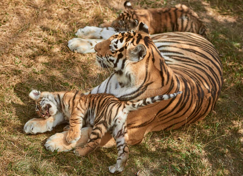 a tiger mother a tiger mother