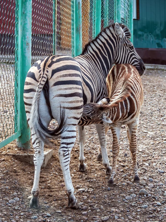 Mom Zebra is Feeding Milk Its Foal Stock Photo - Image of baby, zebras ...