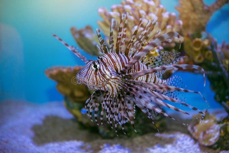 Mombasae del Pterois del pesce del leone che nuotano sotto l'acqua sulla barriera corallina fotografie stock Mombasae del Pterois del pesce del leone che nuotano sotto l'acqua sulla barriera corallina fotografie stock