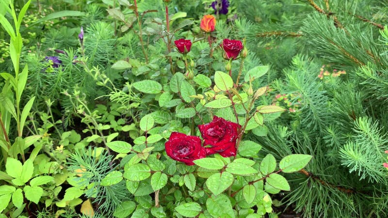 Moment op een bloembed in de tuin