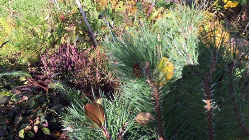 Moment op een tuinbed in de herfst