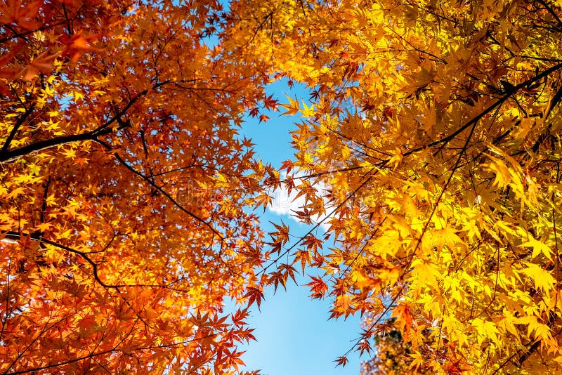 Momiji Leaves that Turn Yellow on Both Stems. Stock Photo - Image of ...