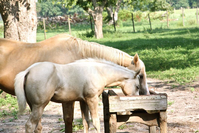 Momma and baby horse eating