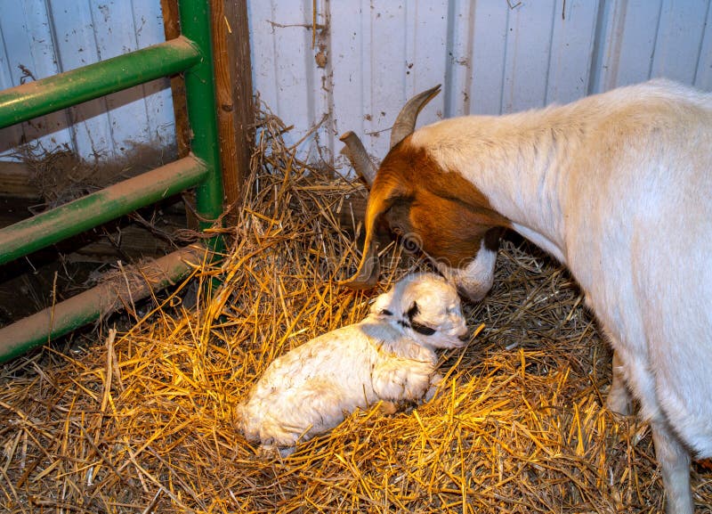 171 Goat Lamp Stock Photos - Free & Royalty-Free Stock Photos from Dreamstime 171 Goat Lamp Stock Photos - Free & Royalty-Free Stock Photos from Dreamstime