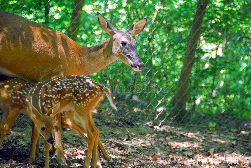 Mommy doe feeding her fawns