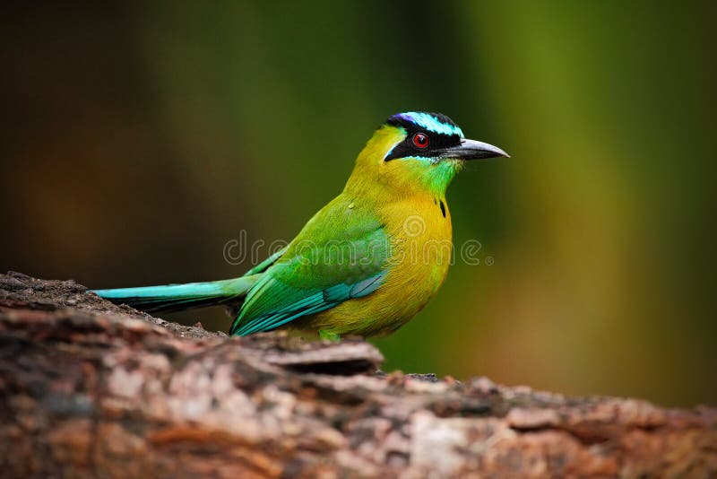 momota Blu-incoronato del Momotus, di Motmot, ritratto dell'uccello verde e giallo piacevole, natura selvaggia, animale nell'habi fotografie stock momota Blu-incoronato del Momotus, di Motmot, ritratto dell'uccello verde e giallo piacevole, natura selvaggia, animale nell'habi fotografie stock