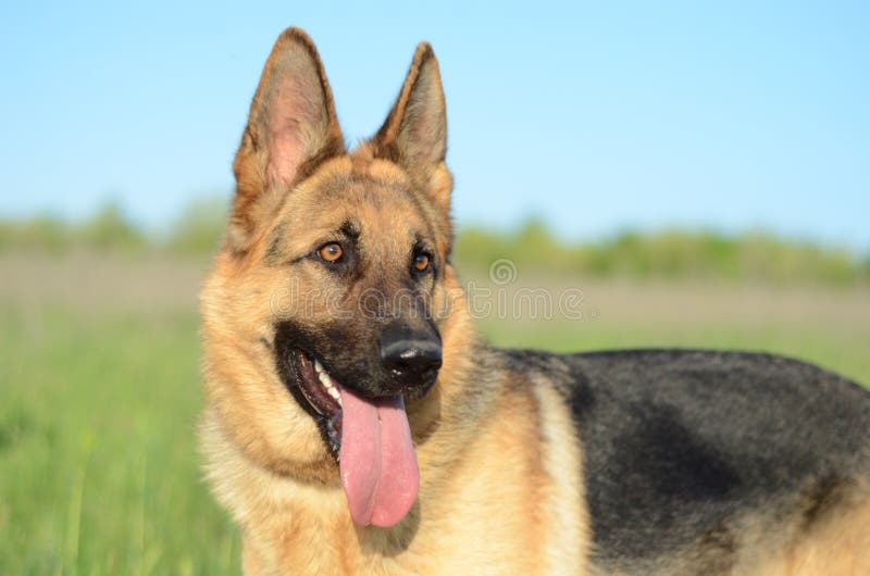 Mon Ami Plus Loyal Photo Stock Image Du Berger Aimable