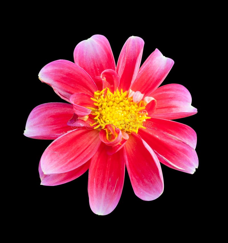 Colorful Pink Mona Lisa Flower, Spring Bloom Stock Photo Image of