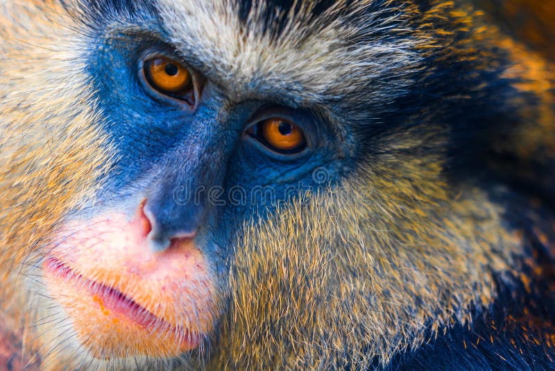 Mona Monkey photos libres de droits