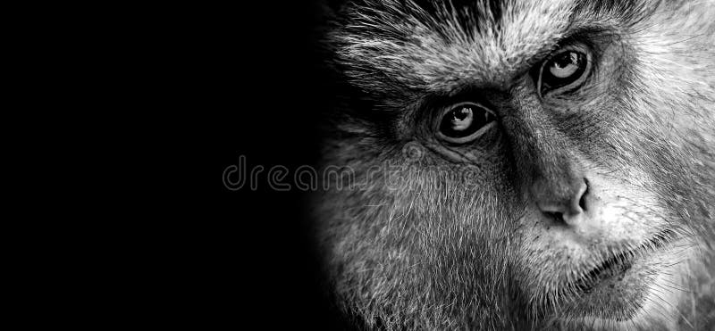Mona Monkey photographie stock libre de droits