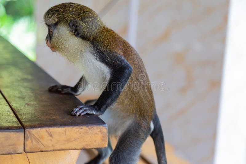 Mona monkey hanging on a ledge royalty free stock photos Mona monkey hanging on a ledge royalty free stock photos