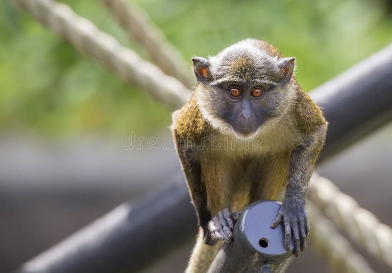 Mona Monkey stock images Mona Monkey stock images