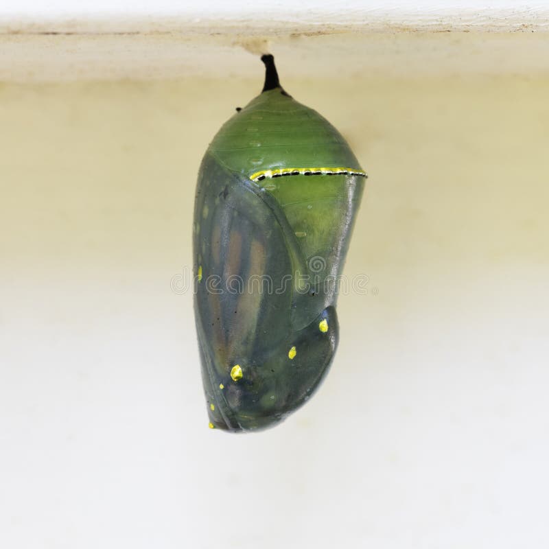 Monach Chrysalis royalty free stock images Monach Chrysalis royalty free stock images