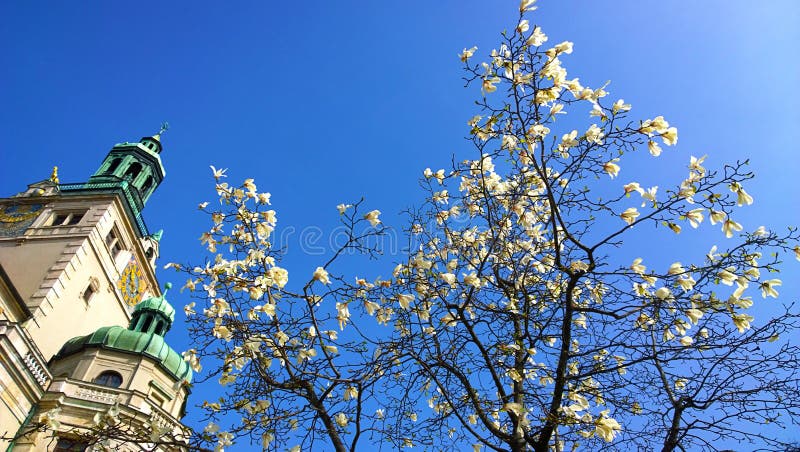 Monaco di Baviera, Germania: Albero di stellata della magnolia e museo nazionale bavarese fotografia stock Monaco di Baviera, Germania: Albero di stellata della magnolia e museo nazionale bavarese fotografia stock